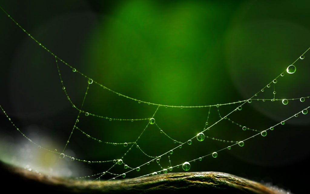 Spider-Web.jpg